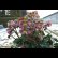 画像2: クリスマスローズ<br>Ice N' roses 氷の薔薇コルヴィーナ4.5号 (2)