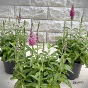 画像19: ベロニカハミングバード・ピンク　3.5号12株