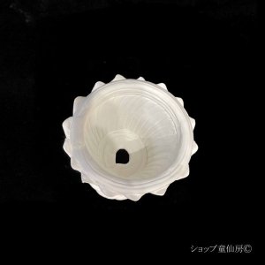 画像3: 綱木紋・鉢・丸鉢SSB・オフホワイト〜ライトグレー
