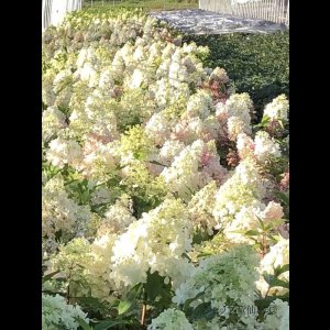 画像17: 【品種おまかせ】庭のあじさい苗 【HBAパニキュラータ】10号