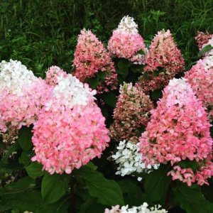 画像18: 【品種おまかせ】庭のあじさい苗 【HBAパニキュラータ】10号