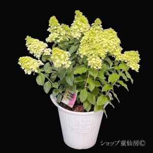 画像4: 【品種おまかせ】庭のあじさい苗 【HBAパニキュラータ】10号