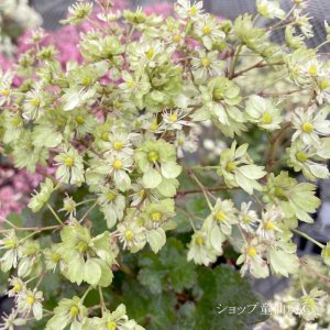 画像9: サキシフラガ・ダンシングピクシー TIANA　ティアナ