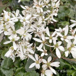 画像7: サキシフラガ・ダンシングピクシー THEA　シーア