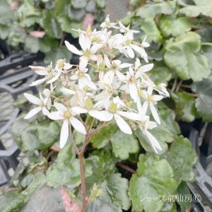 画像8: サキシフラガ・ダンシングピクシー THEA　シーア