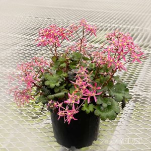 画像9: サキシフラガ・ダンシングピクシー TAJA　タジャ