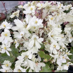 画像9: サキシフラガ・ダンシングピクシー TWEENY　ツイニー