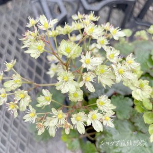 画像8: サキシフラガ・ダンシングピクシー TIANA　ティアナ