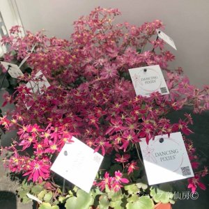 画像9: サキシフラガ・ダンシングピクシー TALLY　ターリー