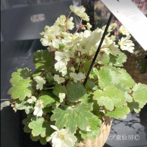 画像7: サキシフラガ・ダンシングピクシー TWEENY　ツイニー