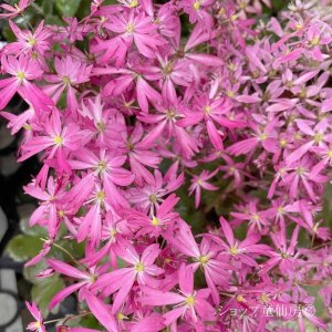 画像6: サキシフラガ・ダンシングピクシー TIA　 ティア　