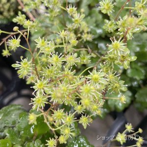 画像9: サキシフラガ・ダンシングピクシー TORISYA トリシャ