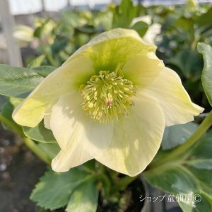 画像9: クリスマスローズ 雪の妖精HGCリサン4.5号