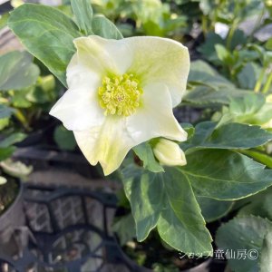 画像5: クリスマスローズ 雪の妖精HGCリサン4.5号