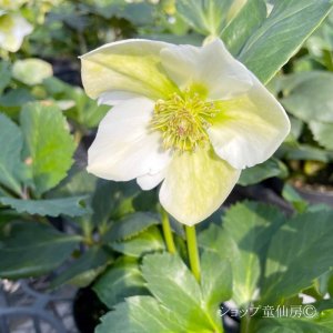 画像6: クリスマスローズ 雪の妖精HGCリサン4.5号