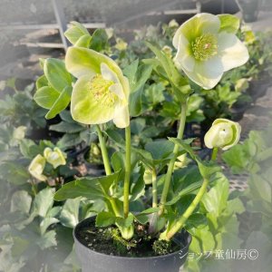 画像7: クリスマスローズ 雪の妖精HGCリサン4.5号