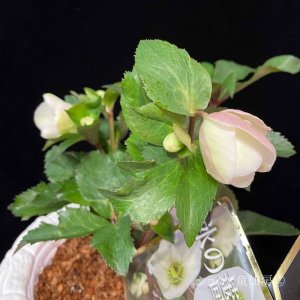 画像25: クリスマスローズ Ice N' roses 氷の薔薇ビアンコ4.5号