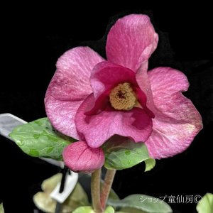 画像19: クリスマスローズ 雪の妖精HGCレオナ6号