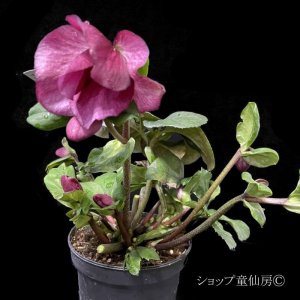 画像20: クリスマスローズ 雪の妖精HGCレオナ6号