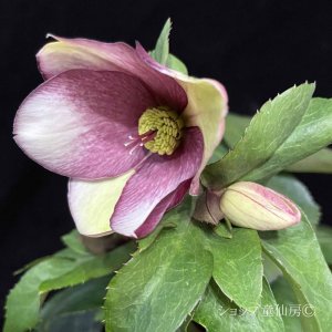 画像25: クリスマスローズ Ice N' roses 氷の薔薇ロサド4.5号