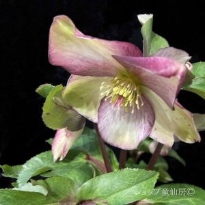 画像23: クリスマスローズ Ice N' roses 氷の薔薇ロサド4.5号