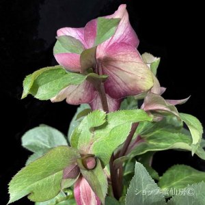 画像24: クリスマスローズ Ice N' roses 氷の薔薇ロサド4.5号