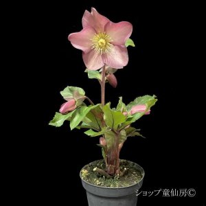 画像24: クリスマスローズ Ice N' roses 氷の薔薇ローズ4.5号