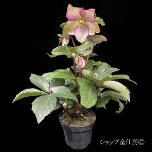 画像2: クリスマスローズ Ice N' roses 氷の薔薇ロサド4.5号
