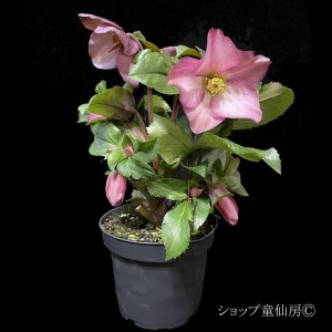 画像4: クリスマスローズ Ice N' roses 氷の薔薇ローズ4.5号