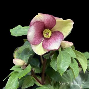 画像4: クリスマスローズ Ice N' roses 氷の薔薇ロサド4.5号