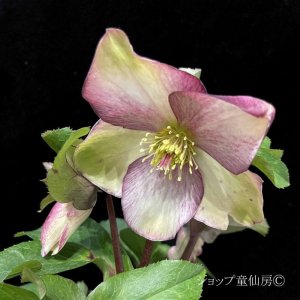 画像21: クリスマスローズ Ice N' roses 氷の薔薇ロサド4.5号
