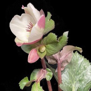 画像4: クリスマスローズ Ice N' roses 氷の薔薇ビアンコ4.5号