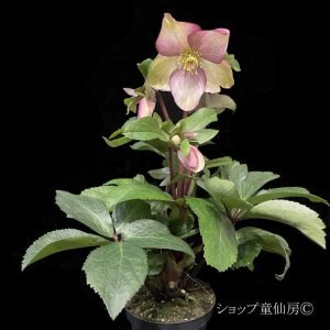 画像22: クリスマスローズ Ice N' roses 氷の薔薇ロサド4.5号