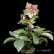画像22: クリスマスローズ Ice N' roses 氷の薔薇ロサド4.5号