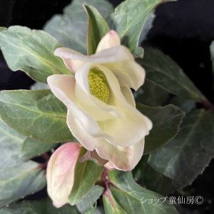 画像13: クリスマスローズ HGCマホガニースノー4.5号