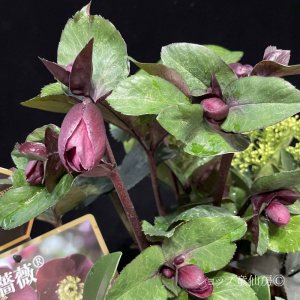 画像13: クリスマスローズ Ice N' roses 氷の薔薇ブルネロ4.5号