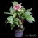 画像5: クリスマスローズ Ice N' roses 氷の薔薇ロサド4.5号
