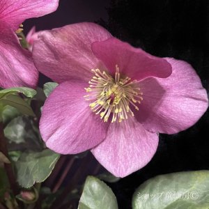 画像22: クリスマスローズ 雪の妖精HGCレオナ6号