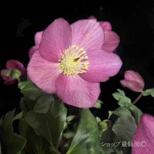 画像23: クリスマスローズ 雪の妖精HGCレオナ6号