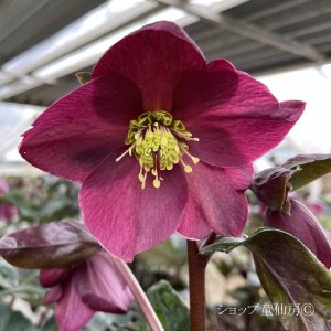 画像14: クリスマスローズ Ice N' roses 氷の薔薇アーリーレッド4.5号