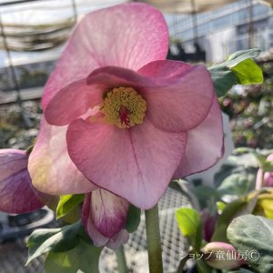 画像21: クリスマスローズ 雪の妖精HGCリアラ4.5号