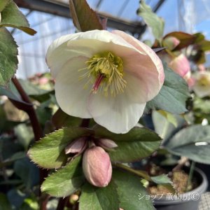 画像28: クリスマスローズ Ice N' roses 氷の薔薇ビアンコ4.5号