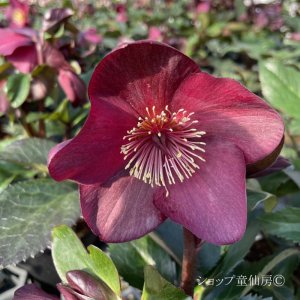 画像13: クリスマスローズ Ice N' roses 氷の薔薇アーリーレッド4.5号