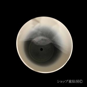 画像3: 樹脂鉢・フラテルニテサークルW ・ホワイト