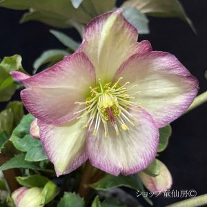 画像10: クリスマスローズ Ice N' roses 氷の薔薇フロステッドローズ6号