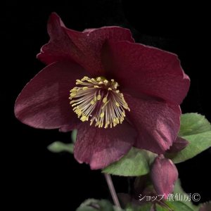 画像4: クリスマスローズ Ice N' roses 氷の薔薇メルロー4.5号