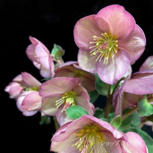 画像15: クリスマスローズ Ice N' roses 氷の薔薇アーリーローズ6号