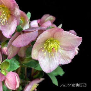 画像26: クリスマスローズ Ice N' roses 氷の薔薇アーリーローズ6号