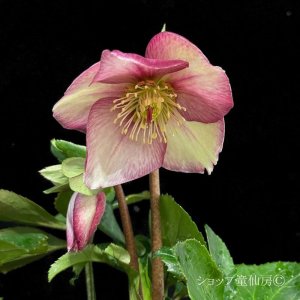 画像9: クリスマスローズ Ice N' roses 氷の薔薇イタリアーノ・カルロッタ4.5号