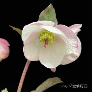 画像30: クリスマスローズ Ice N' roses 氷の薔薇ビアンコ4.5号